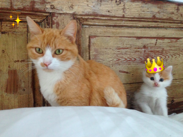 L'amour des chats
